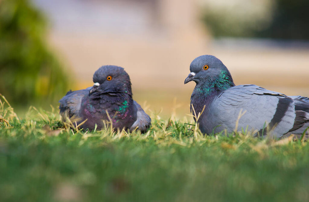 Indian Pigeon OR Rock Dove - Holubice skalní, holub skalní nebo holub obecný je členem čeledi ptáků Columbidae. sedící na trávě Při běžném používání je tento pták často označován jako holub - Fotografie, Obrázek