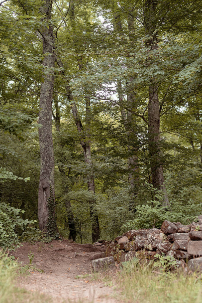 Zielony las pełen drzew w pochmurny dzień - Zdjęcie, obraz