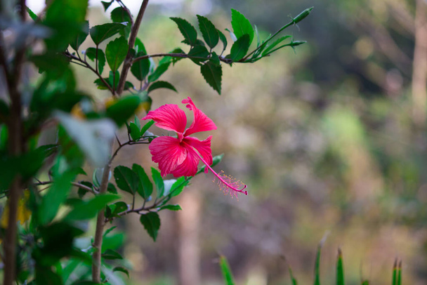 Hibiscus de la famille des Malvaceae. Hibiscus rosa-sinensis, connu sous le nom de fleur de chaussure ou familièrement hibiscus chinois, rose chinoise, hibiscus hawaïen, mauve rose et chausson en pleine floraison pendant le printemps dans un parc public en Inde - Photo, image