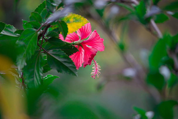 Hibiscus de la famille des Malvaceae. Hibiscus rosa-sinensis, connu sous le nom de fleur de chaussure ou familièrement hibiscus chinois, rose chinoise, hibiscus hawaïen, mauve rose et chausson en pleine floraison pendant le printemps dans un parc public en Inde - Photo, image