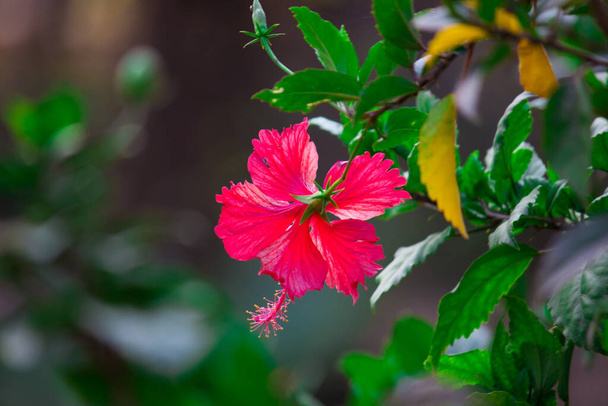 Hibiscus bloem uit de kaasjeskruidfamilie, Malvaceae. Hibiscus rosa-sinensis, bekend Schoenbloem of colloquially als Chinese hibiscus, China roos, Hawaiiaanse hibiscus, roos kaasjeskruid en schoenplant in volle bloei tijdens de lente in een openbaar park in India - Foto, afbeelding