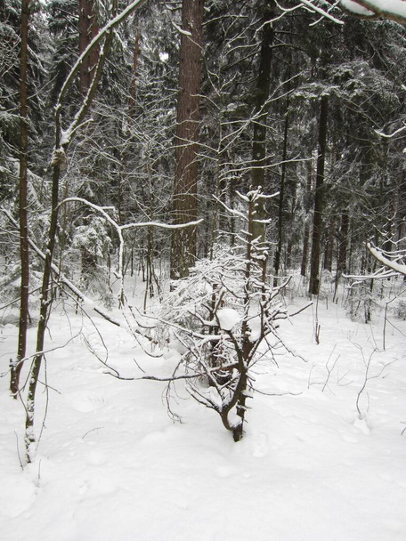 A dry tree covered with snow in a winter snow-covered forest. - Φωτογραφία, εικόνα