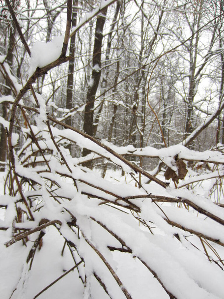 There is a lot of snow in the forest on trees and shrubs. - Φωτογραφία, εικόνα