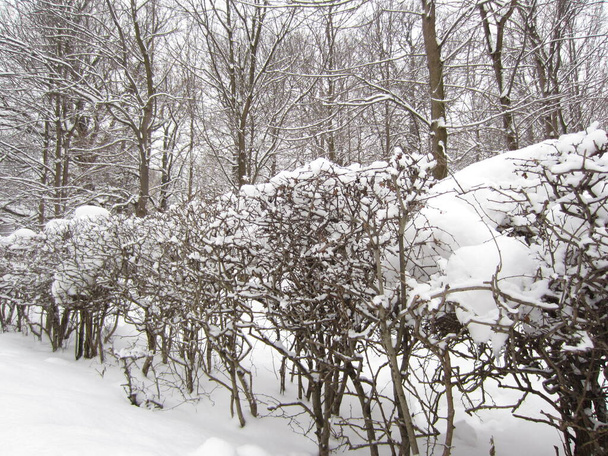 There is a lot of snow on the hedge bushes planted in a row. - Φωτογραφία, εικόνα
