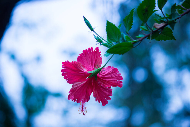 Hibiscus flower in the mallow family, Malvaceae. Hibiscus rosa-sinensis, known Shoe Flower or colloquially as Chinese hibiscus, China rose, Hawaiian hibiscus, rose mallow  and shoeblackplant in full bloom during springtime in a public park in India - Photo, Image