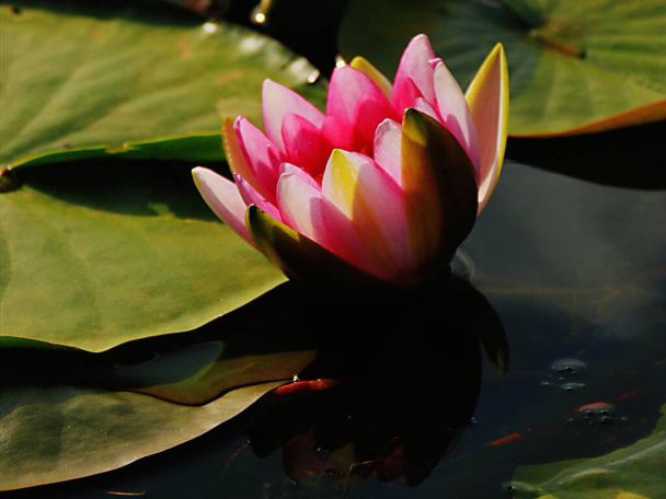 beautiful lotus flower in the pond - Fotó, kép