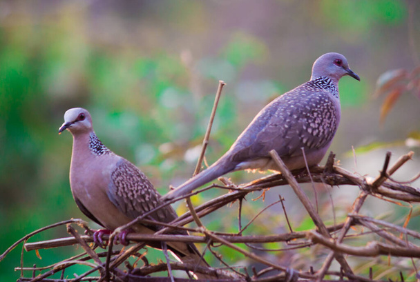 The oriental turtle dove or rufous turtle dove is a member of the bird family Columbidae -the doves and pigeons. The species has a wide native distribution range from Europe, east across Asia to Japan. - Fotoğraf, Görsel