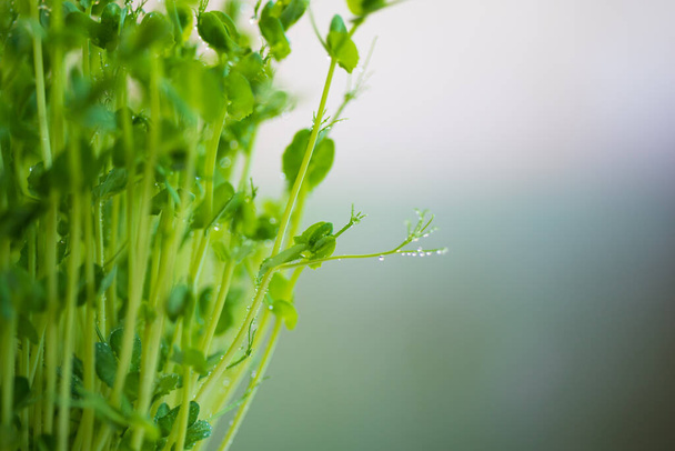 Bezelye mikroyeşil filizleri kapanıyor. Çiğ lahanalar, mikro yeşiller, sağlıklı gıda konsepti. Metin için boşluk - Fotoğraf, Görsel