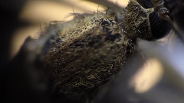 Kaçmaya çalışan bir böcek mikroskop altında makro kameraya çekiliyor. - Video, Çekim
