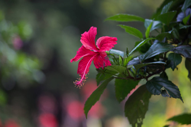 Квіти гібіскусу в сім'ї мле, Malvaceae. Hibiscus rosa-sinensis, відомий як квітка взуття або в просторіччі китайський гібіскус, китайська троянда, гавайський гібіск, трояндовий малет і взуттєва рослина в повному розквіті навесні в громадському парку в Індії. - Фото, зображення