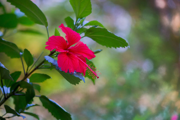 Hibiszkusz virág a mályvacukor családban, Malvaceae. Hibiscus rosa-sinensis, más néven kínai hibiszkusz, kínai rózsa, hawaii hibiszkusz, rózsa mályvacukor és cipőfeketeültetvény, tavasszal virágzik egy indiai nyilvános parkban - Fotó, kép