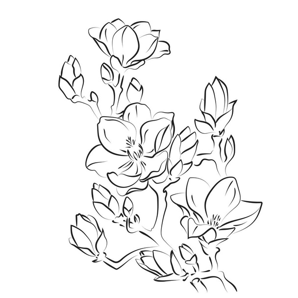 Elegante schets van magnolia bloemen, vector illustratie - Vector, afbeelding