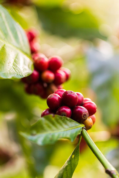 Kahvimarjojen korjuu maataloudella. Kahvipapuja kypsymässä puussa Pohjois-Thaimaassa - Valokuva, kuva