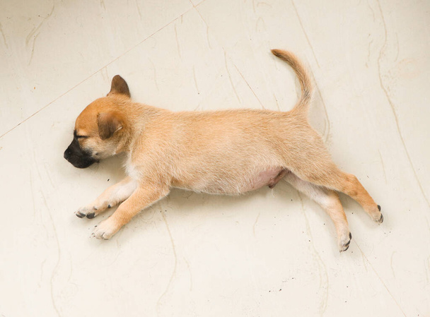 cute, little golden retriever puppy with golden fur napping on the floor with stretched legs dreaming about something - Photo, Image