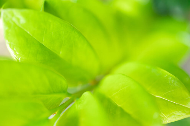 achtergrond textuur groen blad structuur macro fotografie - Foto, afbeelding
