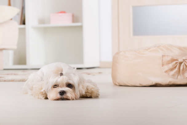 Little dog laying at home - 写真・画像