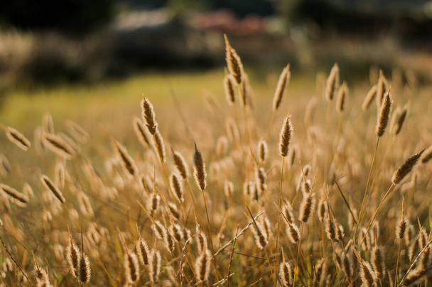 крупним планом пшениця на заході сонця. Поле пшениці
. - Фото, зображення