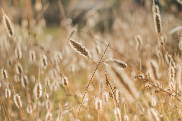 close up wheat in the sunset.Wheat field. - Fotografie, Obrázek