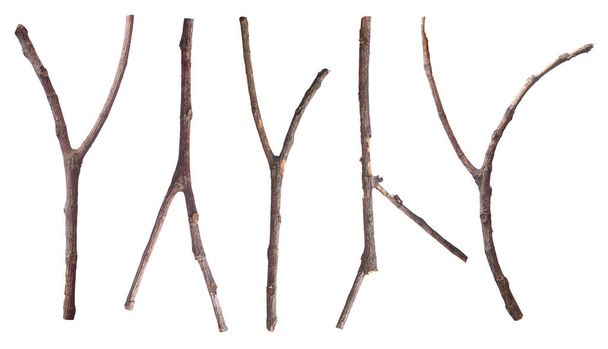 Набор сухих ветвей дерева, коричневой формы Y, изолированных на белом фоне. - Фото, изображение