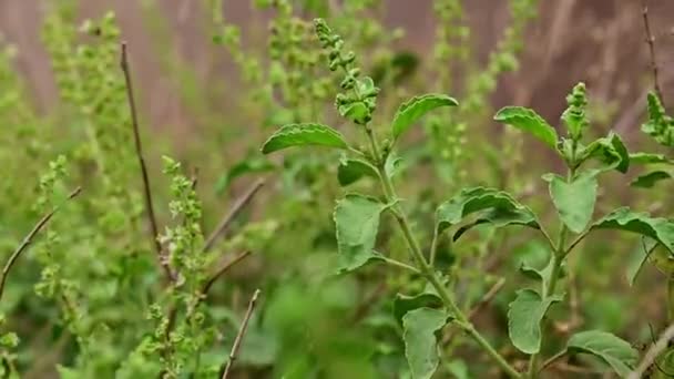 primo piano di basilico foglia di pianta. basilico santo erba di superficie vegetale biologica di Indiano - Filmati, video