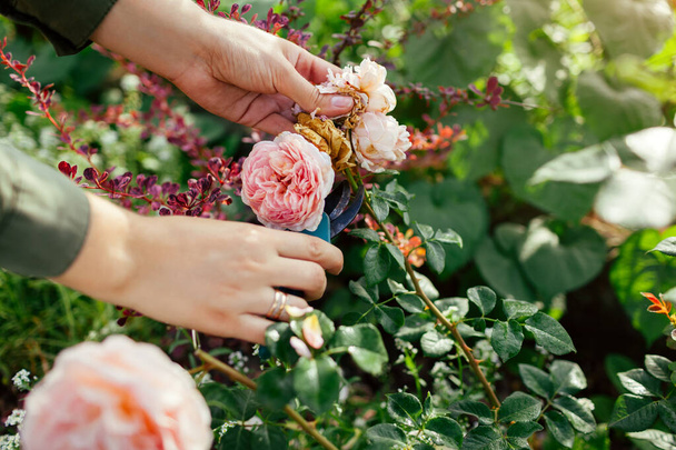 Mulher deadheading gasto Inglês rosa quadris no jardim de verão. Jardineiro cortando flores murchas com poda. Abraham Darby subiu por Austin - Foto, Imagem