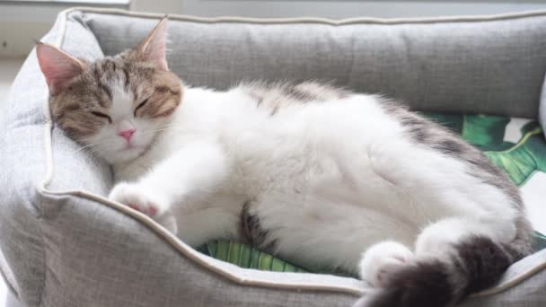 4K VDO Шотландский прямо котенок расслабиться и спать - Кадры, видео
