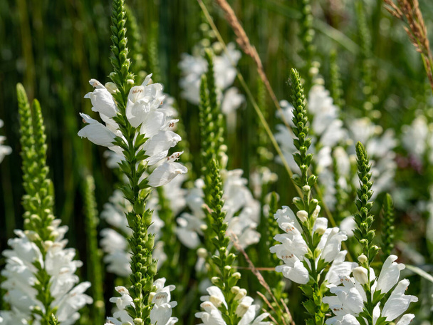 Physostegia pés de flor branca, Physostegia virginiana - Foto, Imagem