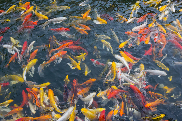 Koi fish swimming at pond - Photo, Image