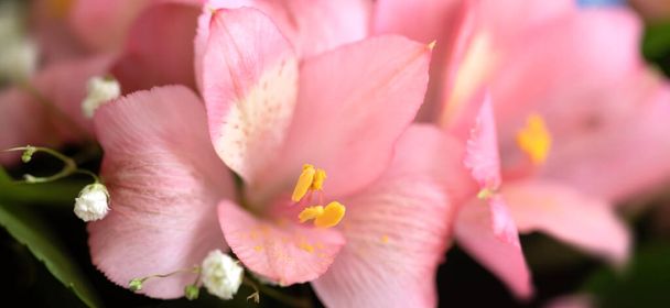 Świąteczny bukiet różnorodnych kwiatów, w tym różowej alstroemerii - Zdjęcie, obraz
