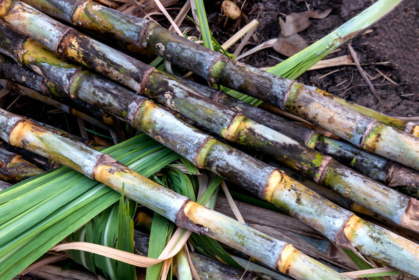stos trzciny cukrowej na ziemi plantacyjnej, trzcina cukrowa w okresie zbiorów, trzcina cukrowa świeża na polu roślin - Zdjęcie, obraz