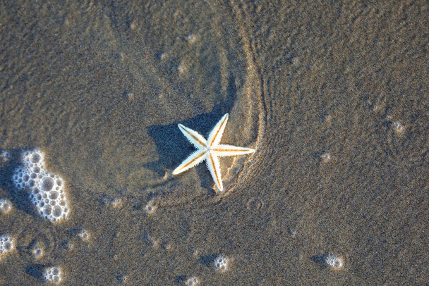 una estrella de mar mojada por el agua del mar durante la ola y la arena mojada - Foto, Imagen