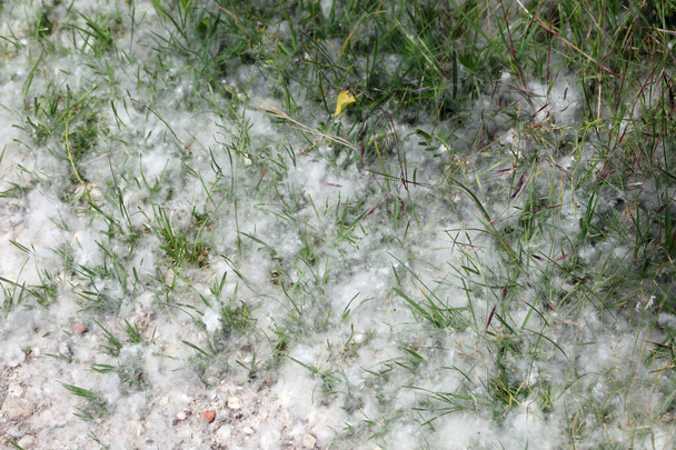 λευκή γύρη που μοιάζει με βαμβάκι μπάλες έπεσε από δέντρα Poplar την άνοιξη που μπορεί να προκαλέσει σοβαρές αλλεργίες σε ευαίσθητα άτομα - Φωτογραφία, εικόνα