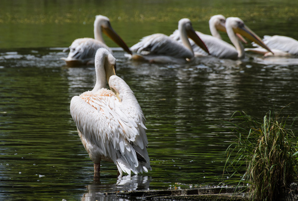witte pelikanen in vijver in dierentuin - Foto, afbeelding