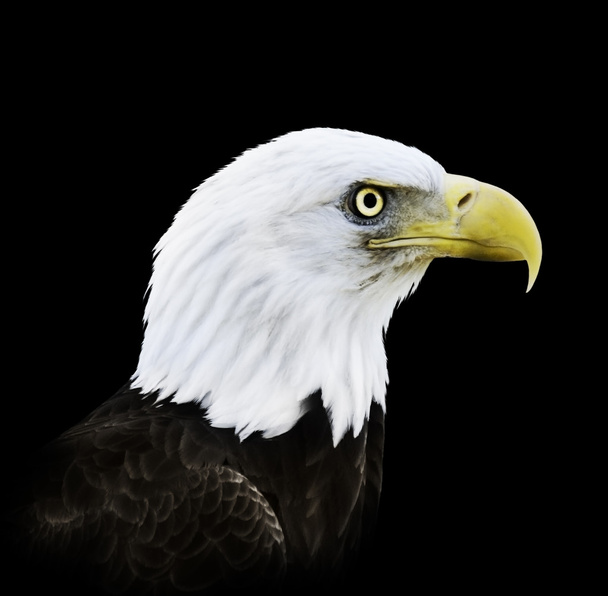Retrato de águia careca
 - Foto, Imagem