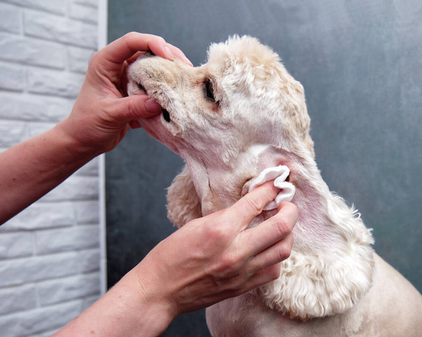 Καθαρίζοντας τα αυτιά ενός Αμερικανού Κόκερ Σπάνιελ σε ένα σαλόνι σκύλων.. - Φωτογραφία, εικόνα