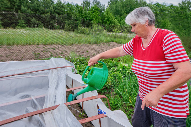 An elderly gray-haired happy woman, a pensioner, a grandmother in everyday home clothes works in the garden, in the garden, in the backyard, in the greenhouse. Watering plants, tomatoes, cucumbers in - Фото, изображение