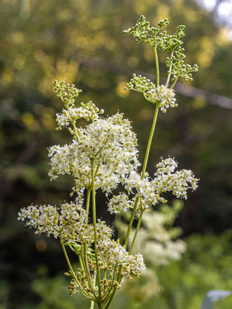 Galium boreale or northern bedstraw, a plant species of the madder family, is widely distributed in the temperate and subarctic regions of Europe, Asia and North America - Photo, Image