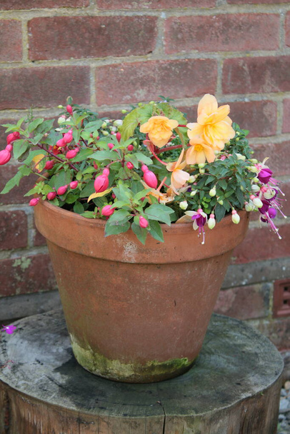 Close up of earthenware pot of beautiful flowers of begonia and fuschia in full bloom in Summer garden in Norfolk England  uk against background of old brick wall outdoors - Photo, Image