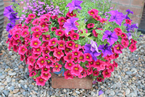 Gros plan de belles culottes de pétunias pollyanna et autres fleurs colorées en pleine floraison en violet rouge et orange plantées dans un pot de jardin avec des feuilles de verdure fraîches au soleil d'été - Photo, image