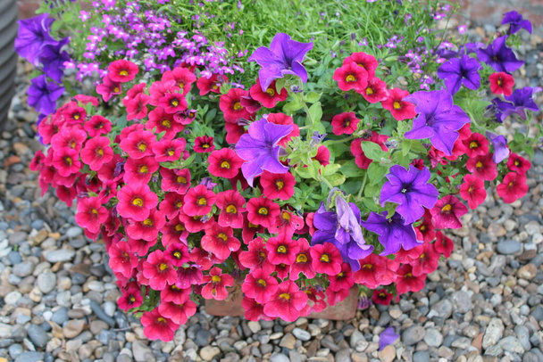 Közel a gyönyörű petúniák árvácskák pollyanna és más színes virág virágok teljes virágban vörös lila és narancs ültetett kerti edény friss zöld levelek nyári napsütés - Fotó, kép