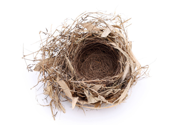 Empty bird nest - Photo, Image