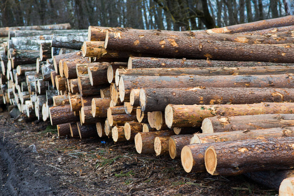 Toros de faia, parque nacional, madeira de madeira materiais florestais - Foto, Imagem
