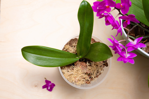 Transplantace orchidejí doma. Sázecí nástroje s kůrou, květináčem a mechem. Transplantace orchideje. Malá mladá phalaenopsis orchidej. Krok 7 - Fotografie, Obrázek