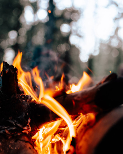 Bonfire in the forest - Fotoğraf, Görsel
