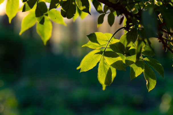 fresh green leaves in summer and bokeh background - Photo, Image