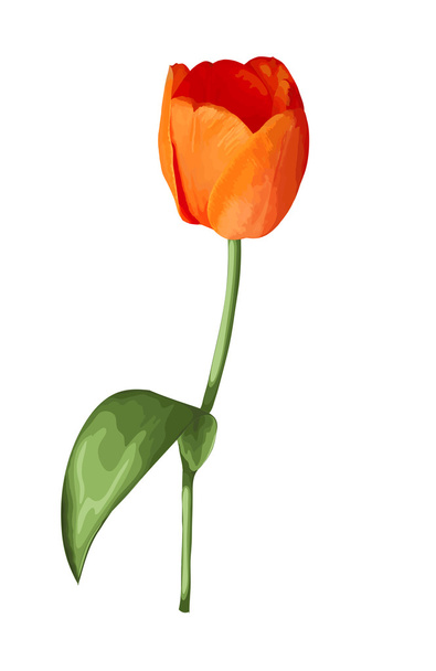 beautiful orange tulip with the effect of a watercolor drawing isolated on white background. - Vektör, Görsel