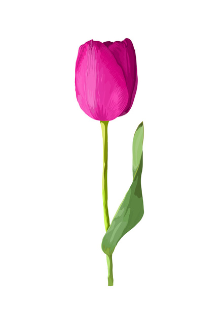 beautiful pink tulip isolated on white background. - Vector, Image