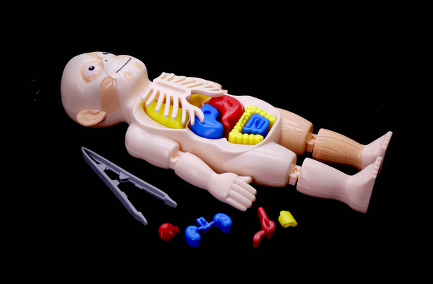 Модельная игрушка человеческого тела для детей, руководство детей в науке и анатомии - Фото, изображение