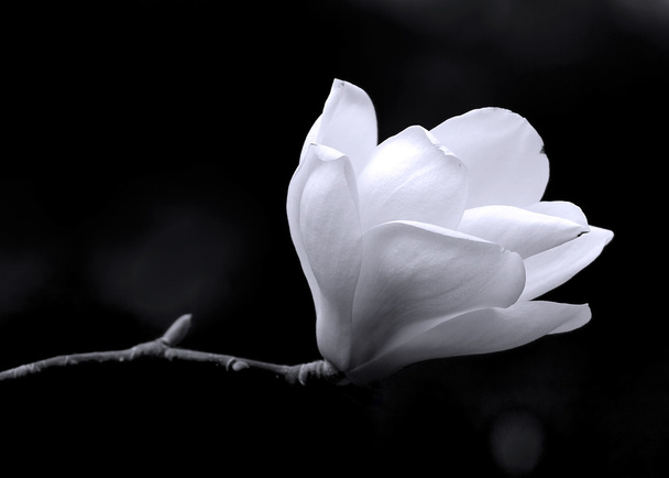 ένα μαύρο και άσπρο τέχνης πορτρέτο του λουλουδιού από ένα δέντρο magnolia. - Φωτογραφία, εικόνα