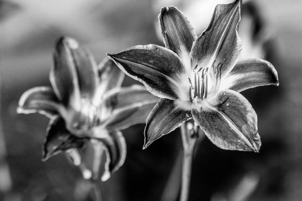 Close up of full blooming day lilies Black and white photo. High quality photo - Photo, Image
